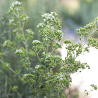 A close up of Oregano Greek