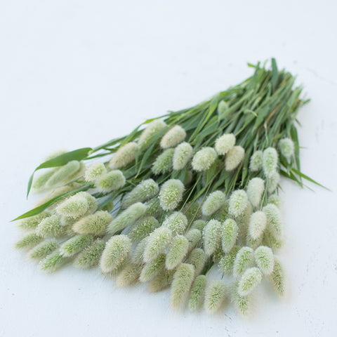 A bunch of Ornamental Grass Bunny Tails