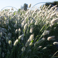 Ornamental Grass Bunny Tails growing in the field