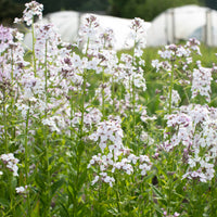 Sweet Rocket Pale Lavender growing in the field