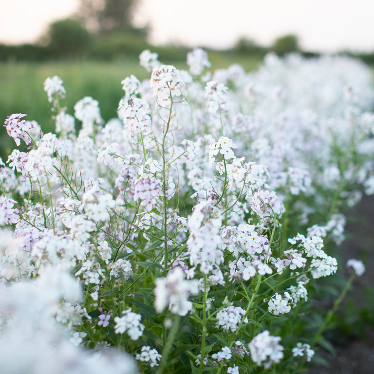 Sweet Rocket Pale Lavender – Floret Flower Farm