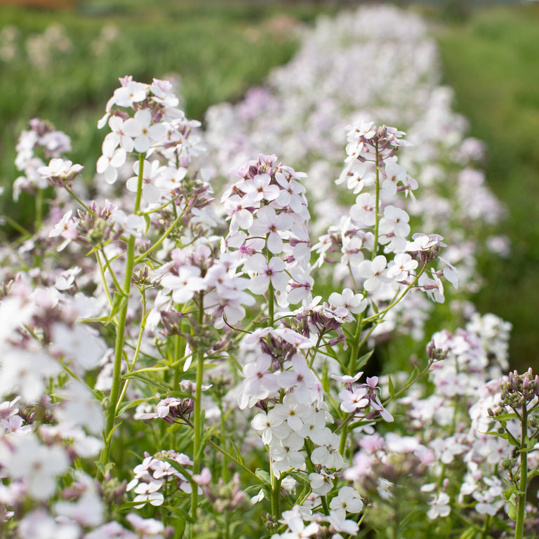 Sweet Rocket Pale Lavender – Floret Flower Farm