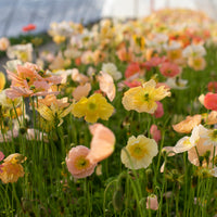 Iceland Poppies Pastel Meadows growing in the field