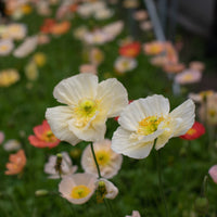 A close up of Iceland Poppies Pastel Meadows
