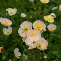 A close up of Iceland Poppies Pastel Meadows
