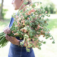 An armload of Flowering Tobacco Peach Screamer