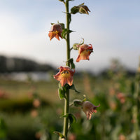 A close up of Flowering Tobacco Peach Screamer