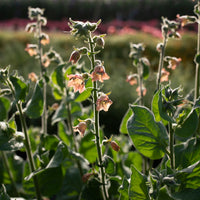 Flowering Tobacco Peach Screamer growing in the field