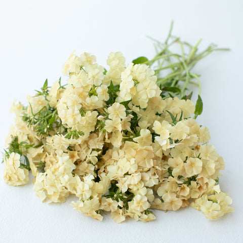 A bunch of Phlox Dulce de Leche
