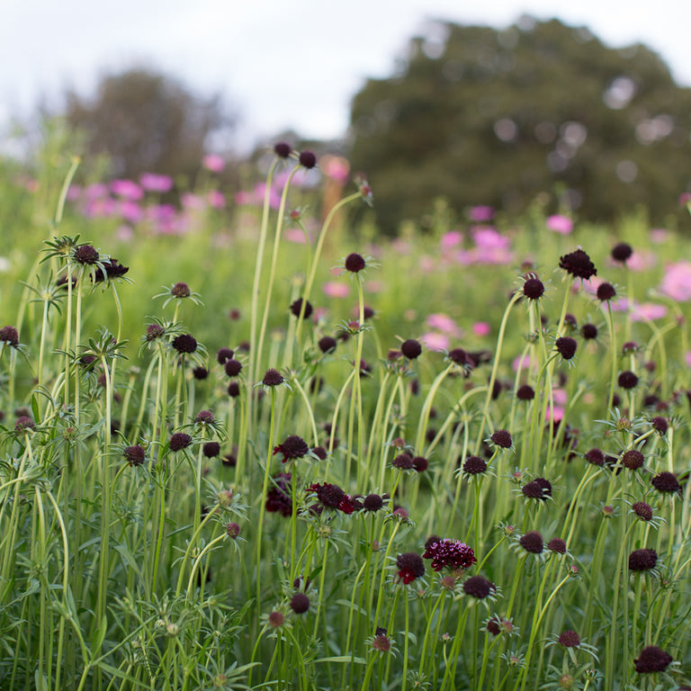 Pincushion Flower Black Knight Floret Flower Farm