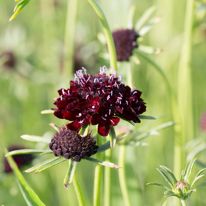 A close up of Pincushion Flower Black Knight