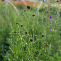 Pincushion Flower Black Knight growing in the field