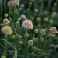 A close up of Pincushion Flower Fata Morgana