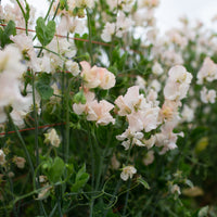 Sweet Pea Piggy Sue growing in the field