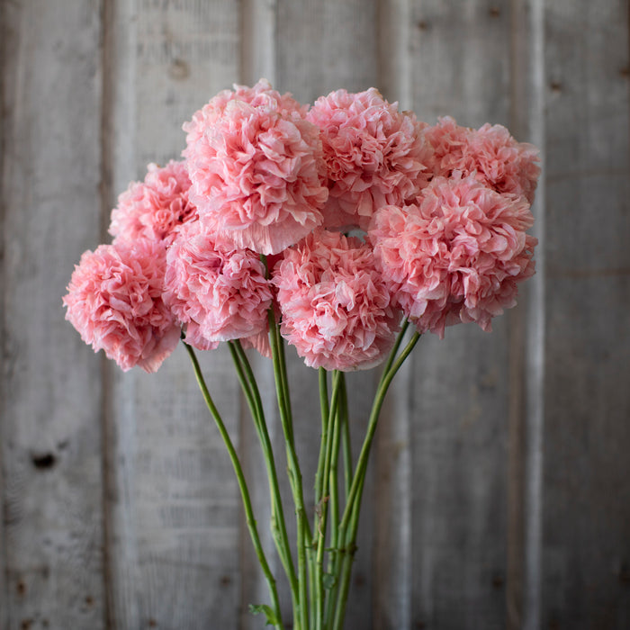 A bunch of Breadseed Poppy Pink Peony