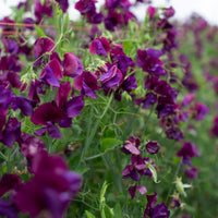 Sweet Pea Porlock growing in the field