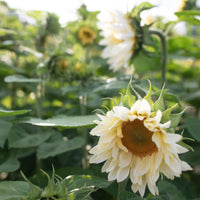 A close up of Sunflower Pro Cut White Lite