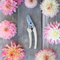 An overhead of Flower Pruner surrounded by dahlia heads