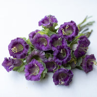 A bunch of Cup and Saucer Vine Purple