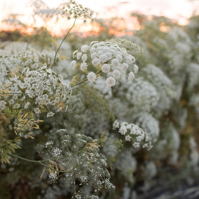Queen Anne's Lace Queen of Africa growing the field