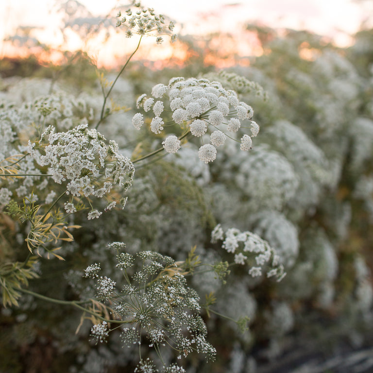 Queen Anne's Lace – VIRGINIA WILDFLOWERS