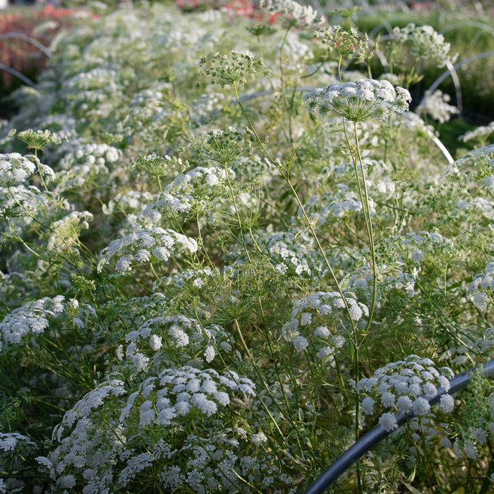 Queen Anne's Lace Queen of Africa growing in the field