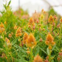 Celosia Rainbow Sherbet Mix growing in the field