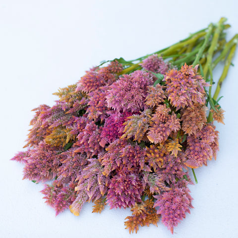 A bunch of Celosia Rainbow Sherbet Mix