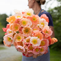 An armload Iceland Poppies Sherbet Mix