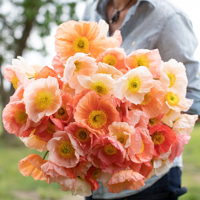 An armload of Iceland Poppies Sherbet Mix