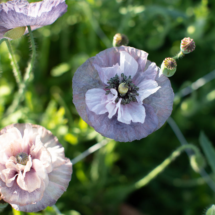 A close up of Shirley Poppy Amazing Grey