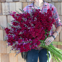 An armload of Snapdragon Madame Butterfly Dark Red
