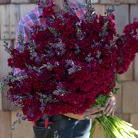 An armload of Snapdragon Madame Butterfly Dark Red
