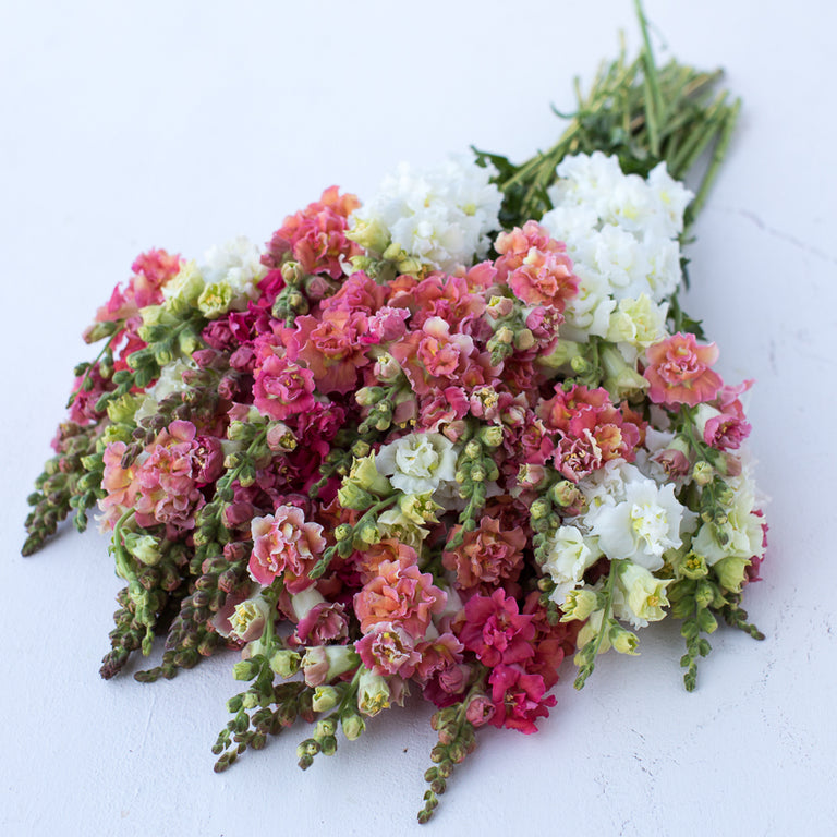 A bunch of Snapdragon Madame Butterfly Peaches ‘n Cream Mix