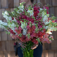 A bunch of Snapdragon Madame Butterfly Peaches ‘n Cream Mix