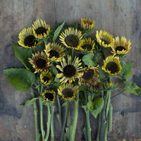 An overhead of Sunflower Sparky