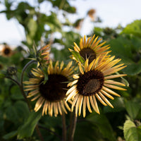 A close up of Sunflower Sparky