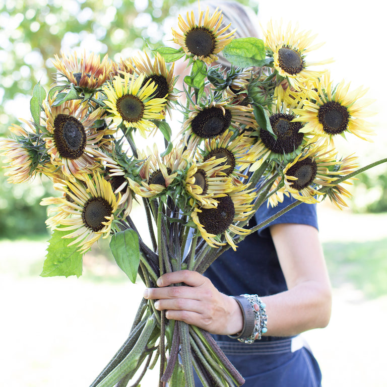 daisies and sunflowers bouquet
