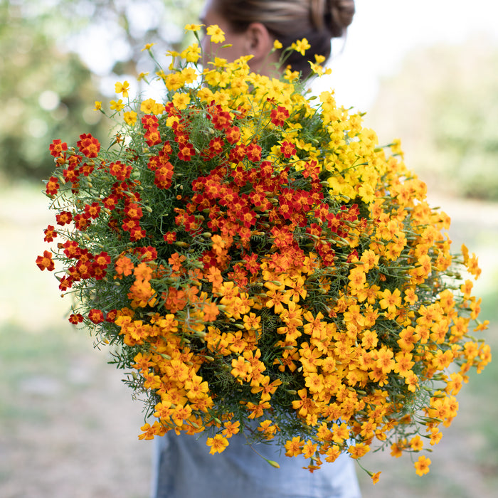 An armload of Marigold Starfire Mix