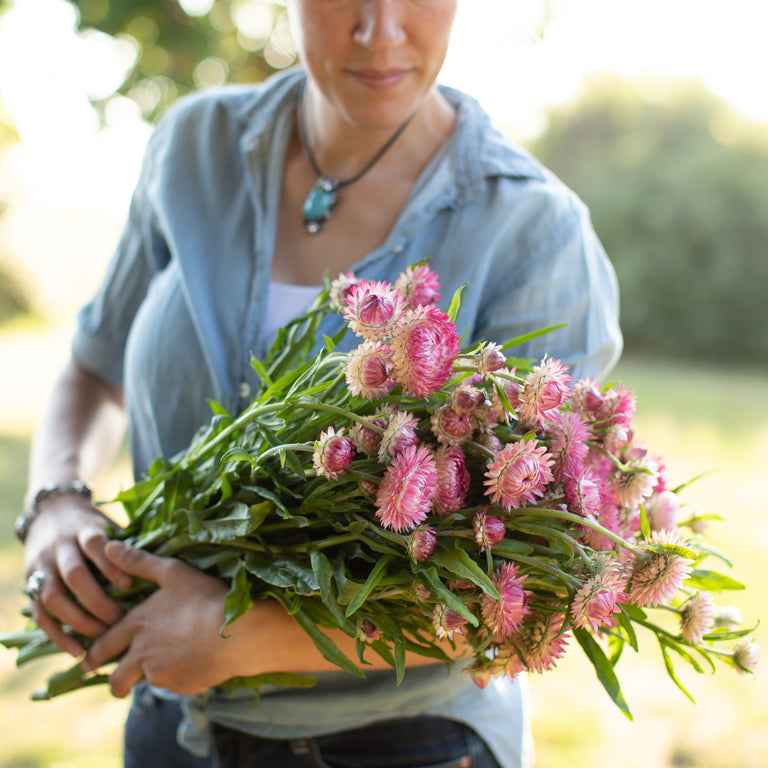 Strawflower Seeds, Shop 6 Varieties