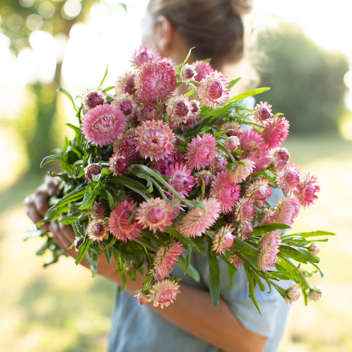 An armload of Strawflower Candy Pink