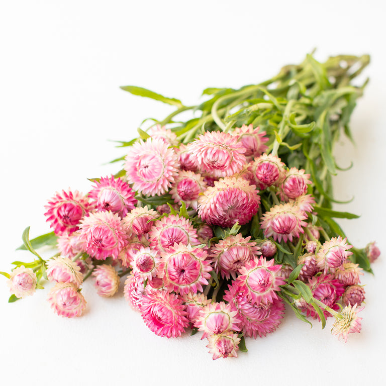 https://shop.floretflowers.com/cdn/shop/products/Strawflower_Candy_Pink-7307_768x.jpg?v=1624382911