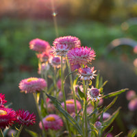 A close up of Strawflower Candy Pink