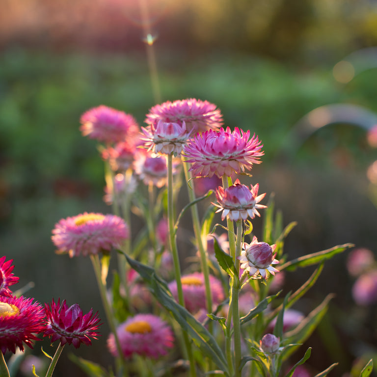 https://shop.floretflowers.com/cdn/shop/products/Strawflower_Candy_Pink-9955_768x.jpg?v=1624382951