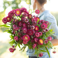 An armload of Strawflower Pomegranate