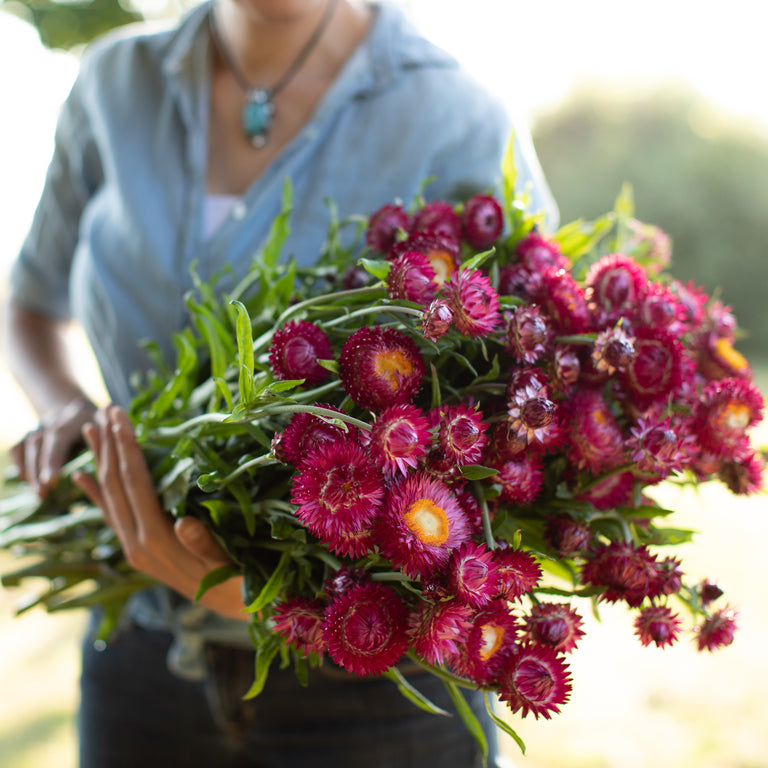 An armload of Strawflower Pomegranate