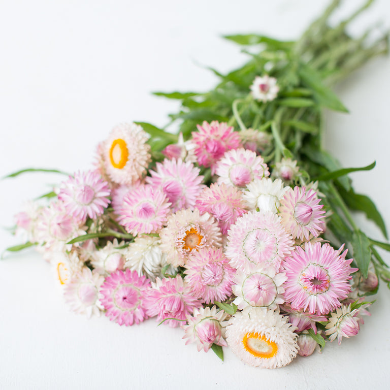 Strawflower – Truelove Seeds