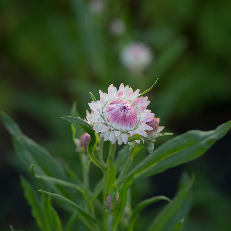 Strawflower Seeds - Xerochrysum - Bracteantha