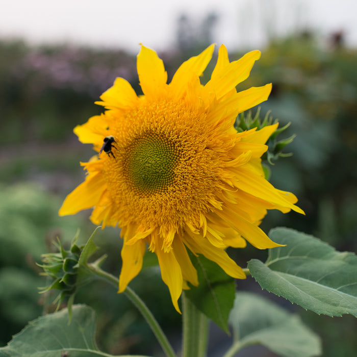 A close up of Sunflower Greenburst