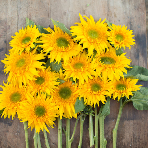 An overhead of Sunflower Greenburst